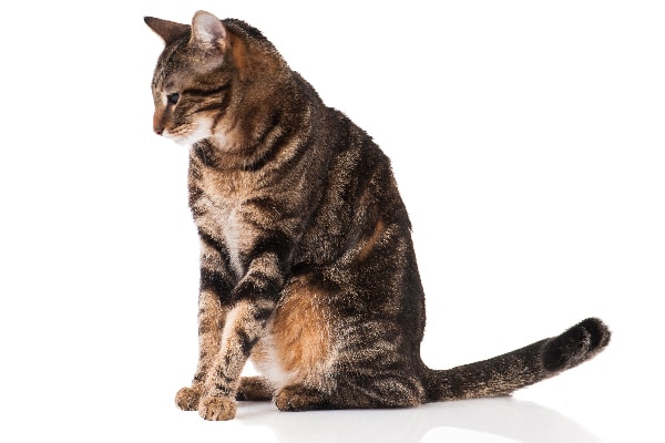 The Fascinating World of Tabby Cat Patterns