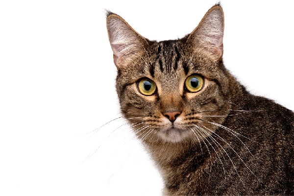 A brown tabby cat with an M on forehead.