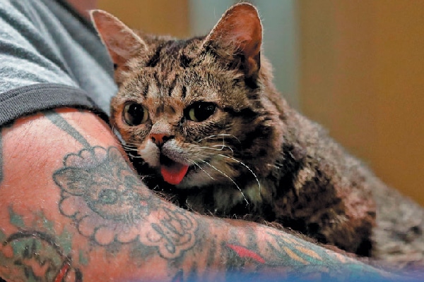 Lil BUB.