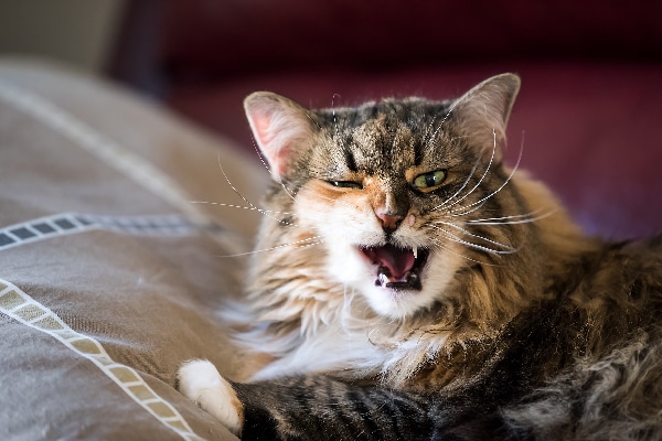 An older calico cat with mouth open making sounds or noises.