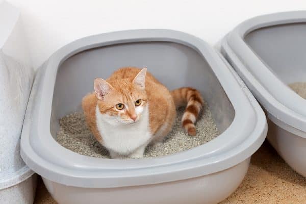 Orange-cat-squatting-in-a-litter-box-peeing-or-pooping