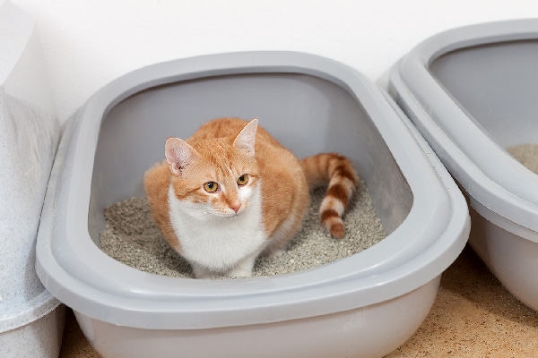 Is Your Cat Peeing Blood? Here's What 