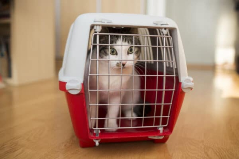 Tabby cat eating from inside inside a cat carrier box