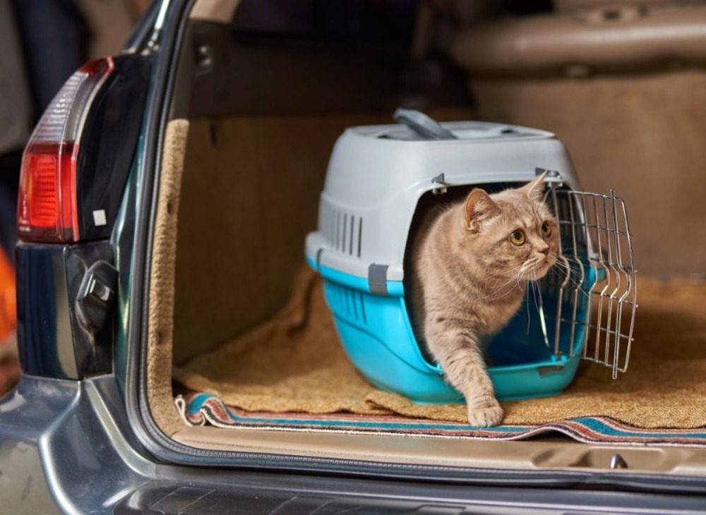 cat-walking-out-the-carrier-in-the-car