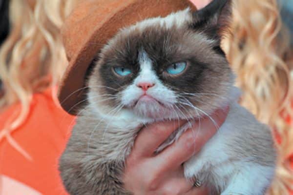Grumpy Cat. Photography ©Alamy Stock Photos.