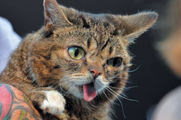 Lil BUB. Photography ©Alamy Stock Photos.