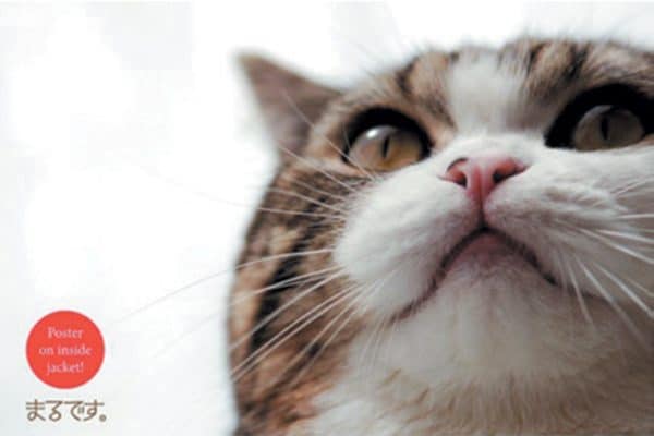 Maru the famous cat. Photography ©Alamy Stock Photos.