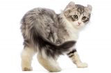 Cat looking backward chasing or showing his tail or butt.