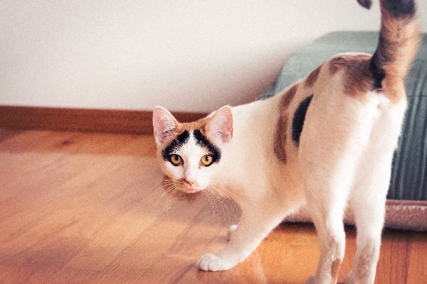 male cat spraying in litter box