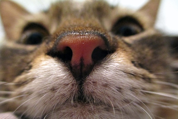 Close up of a pink cat nose on a brown tabby cat.