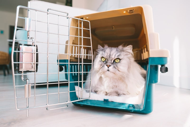 Long-haired Persian cat in a cat carrier