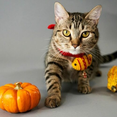 Pumpkin cat treats deals