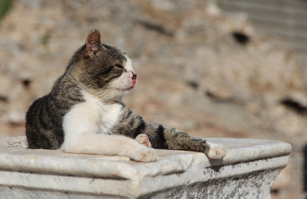 Cat Nose Bleeding? Our Vet Explains the Causes, What to Do & When to