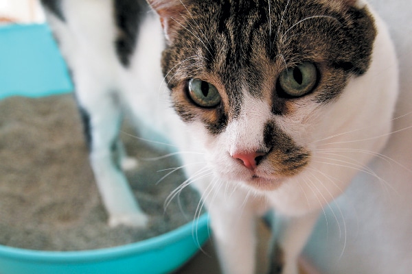 how often should you change your litter box