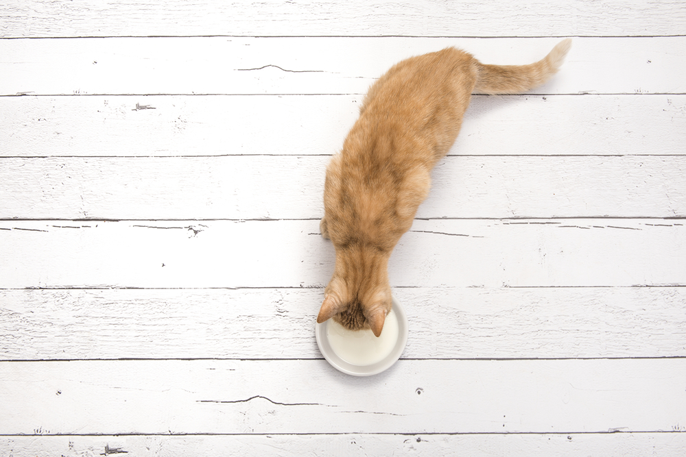 Orange cat seen from above