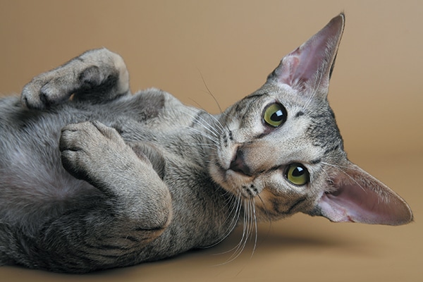 The Oriental cat can be found in more than 600 patterns. Photography ©GlobalP | Getty Images.