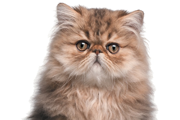 The Persian cat has been around for centuries. Photography ©Photos.com | Getty Images.