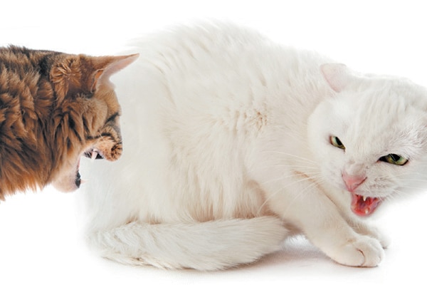 aggressive cat