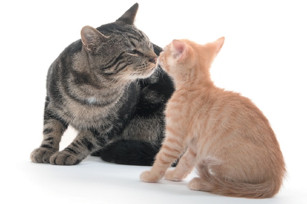 A cat and kitten sniffing each other.