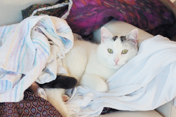 A cat on a pile of clothes, laundry. 