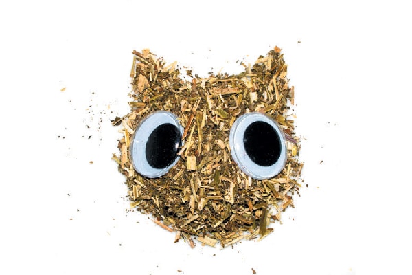 A cat-shaped pile of catnip.