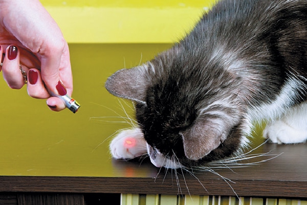 A cat trying to catch a laser red dot.