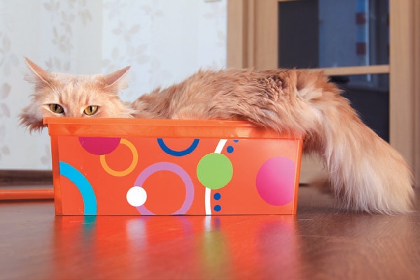 An orange cat in a small colorful box.