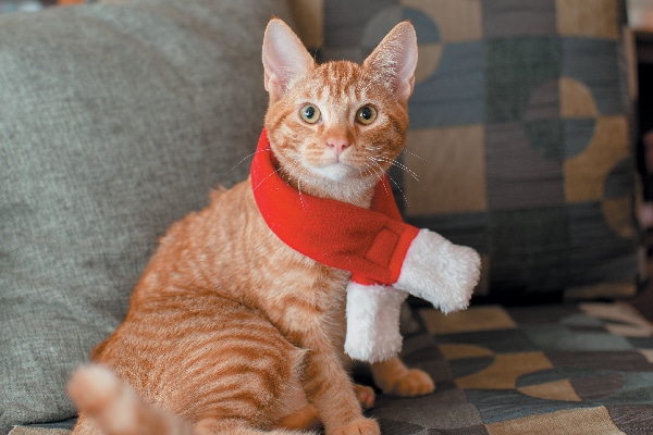 Orange tabby cat in a Santa scarf.
