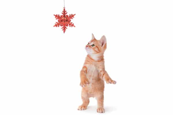 Orange tabby cat looking at Christmas ornament.