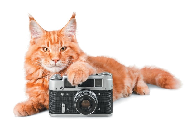 Orange tabby cat with a camera.