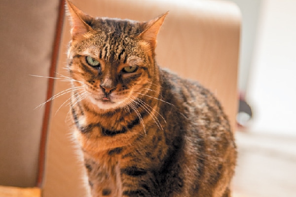 Stella the Cat.