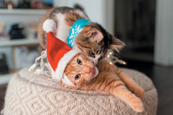 Two cats taking holiday photos. 