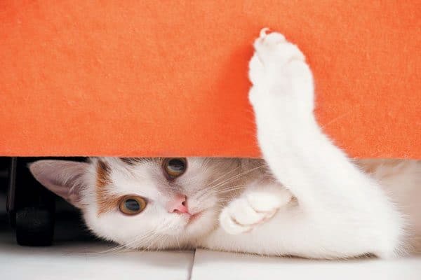 Don't let your guests try and go after your cat who is hiding. Photography ©alexey_ds | Getty Images.