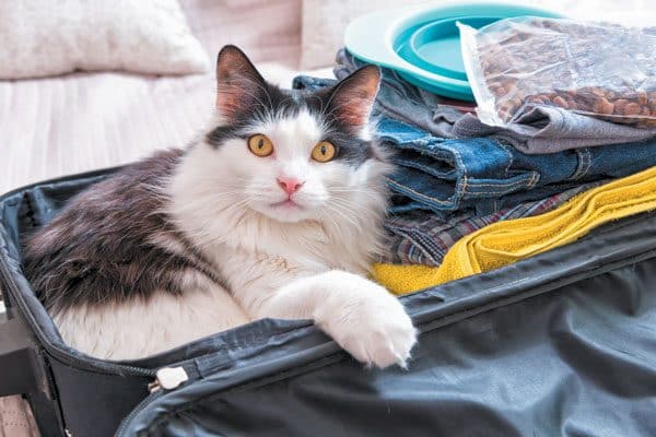 Keep an eye on your cat to make sure he isn't acting weird around guests. Photography ©humonia| Getty ImagesImages.