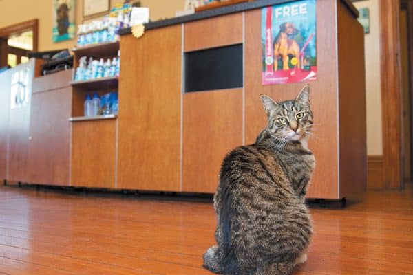 By shopping in-person you get the chance to talk to someone directly about your favorite feline. Photography ©Craig Bullock | Animal Haus Media.