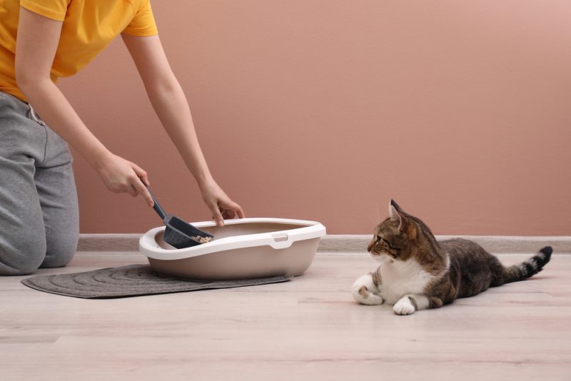 man cleaning low entry cat litter box while cat watches