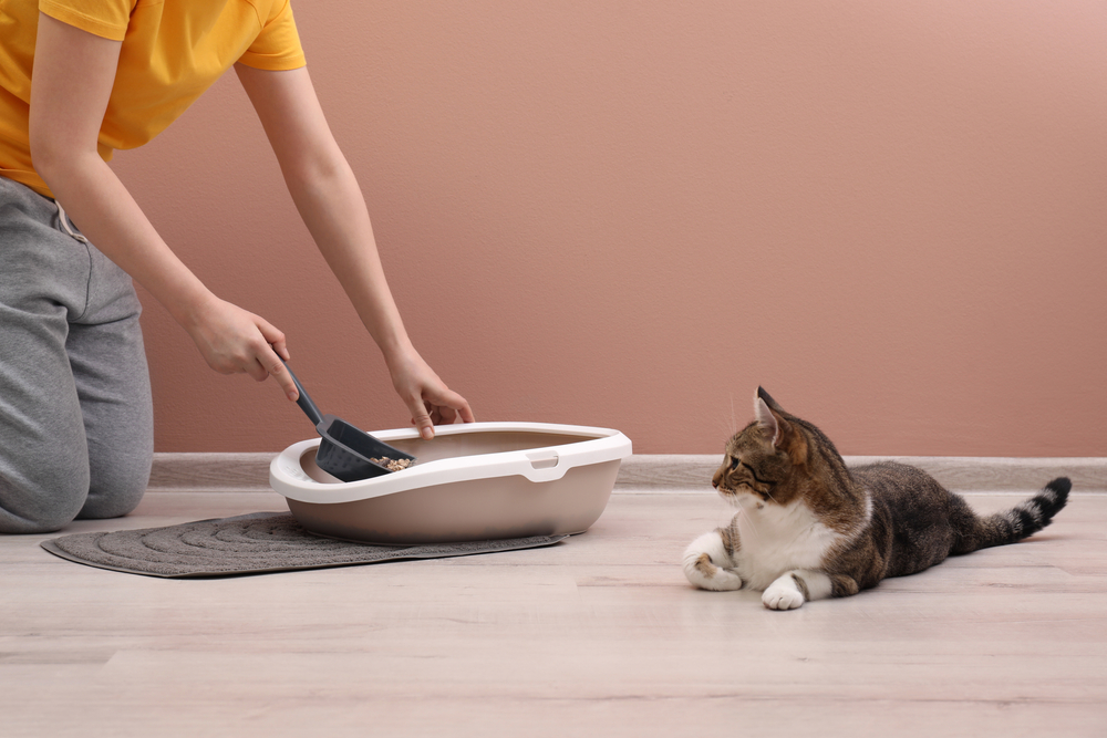 man cleaning low entry cat litter box while cat watches