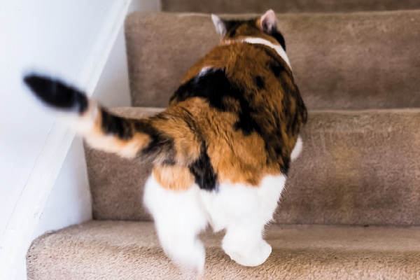 A calico cat walking up the stairs.