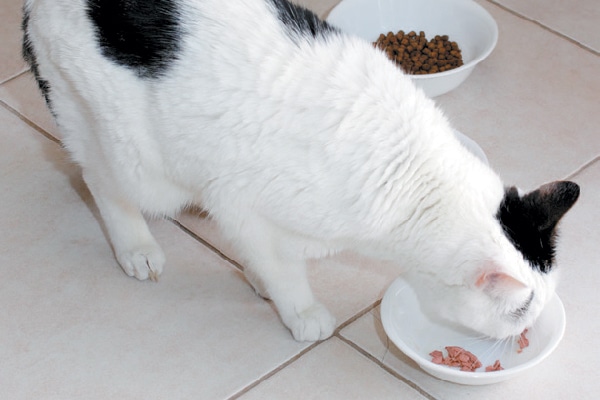 A cat eating out of food bowls lined up.