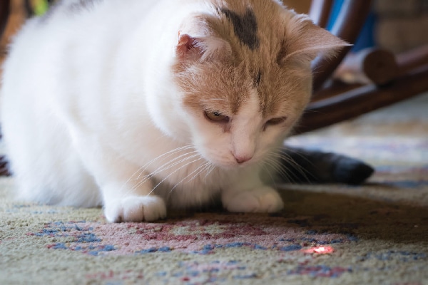 A cat going after a laser light.