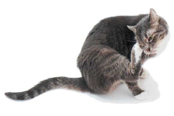 A cat itching and scratching.
