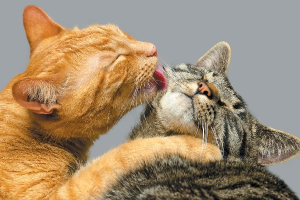 Why Do Cats Groom Each Other? - Catster