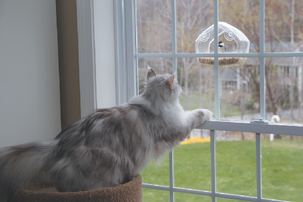 A cat looking out the window at a bird feeder.