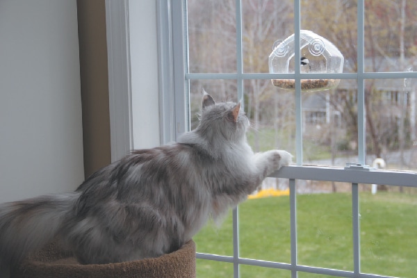 cat window bird feeder