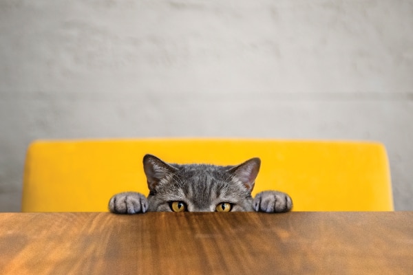 A cat peering over the edge of a table.