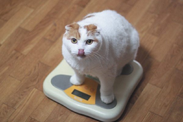 A fat cat licking his lips on a scale.