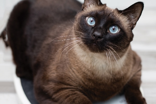 A fat cat on a scale, looking up.