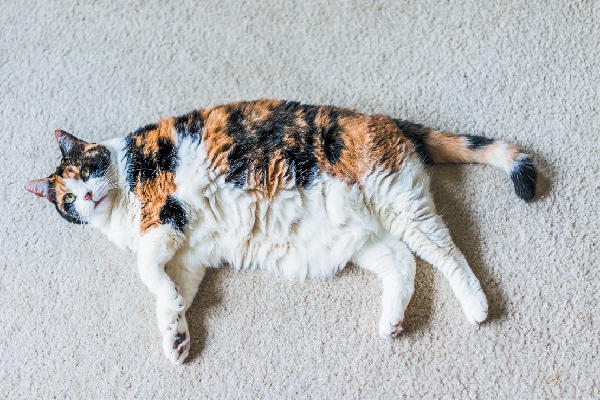 A fat overweight calico cat.