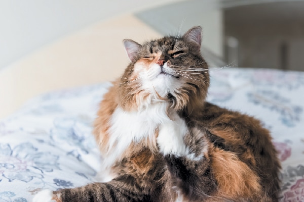 A fat overweight cat scratching.