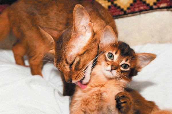 A mother cat grooming a kitten.
